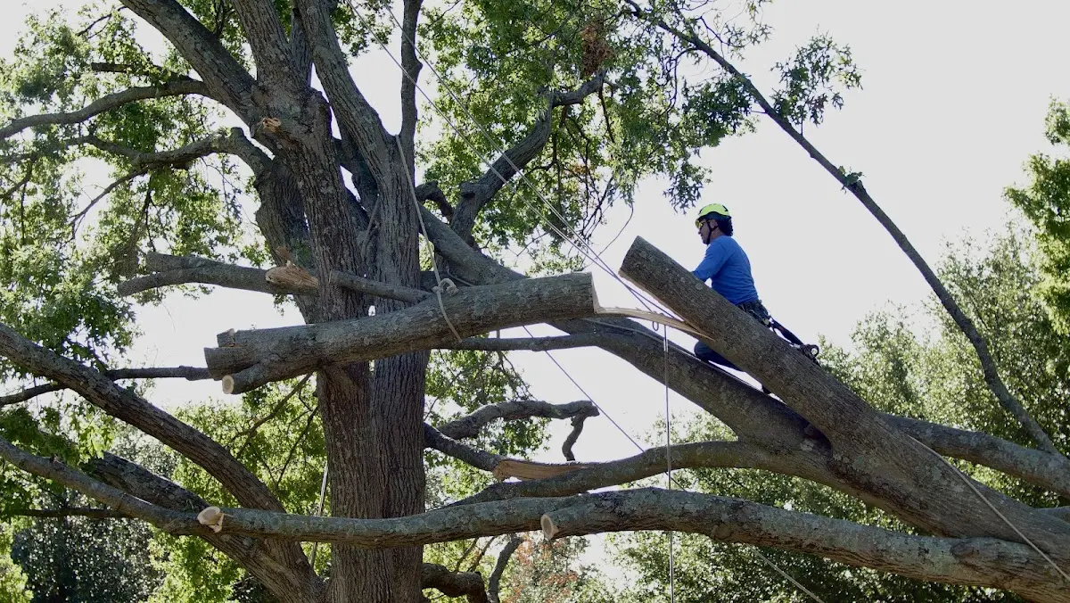 Professional Hazardous Tree Removal performed by certified arborists in Chapmansboro