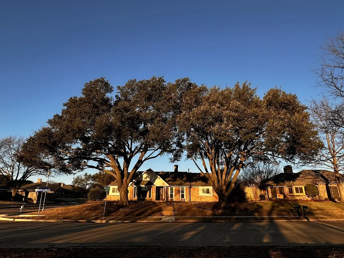 Established residential canopy tree shading a home in Chapmansboro